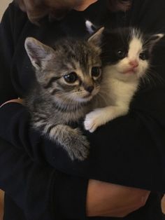 a woman holding two kittens in her arms