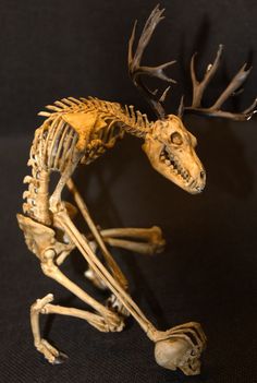 an animal skeleton with antlers on it's head and neck, sitting in front of a black background