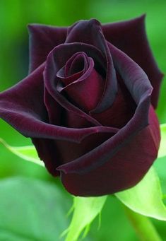 a dark colored rose with green leaves in the background