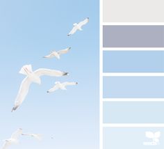 several seagulls flying in the sky with blue and gray colors on them,