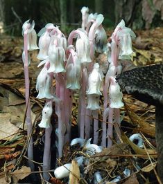 several pink and white flowers growing out of the ground in front of some leaves on the ground