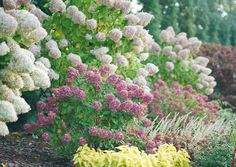 many different types of flowers in the garden