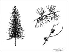 three different types of trees in black and white, with one tree branch still attached to the other