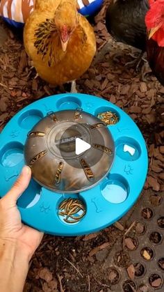 a person holding a blue frisbee in front of two chickens and one chicken