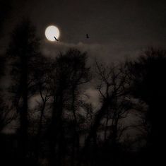 a bird flying in front of the moon with trees silhouetted by it's shadow