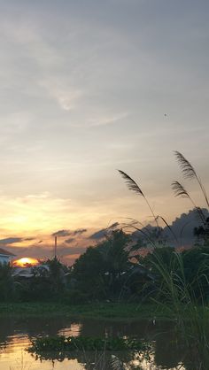 the sun is setting over a lake with tall grass in front of it and some buildings