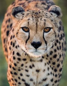 a cheetah walking towards the camera with its eyes wide open