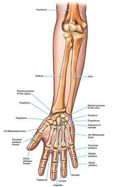 the bones of the hand and wrist are labeled in this diagram, with labels on each side