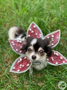 a small dog is dressed up like a flower