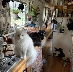 two white cats sitting on top of a counter in a room filled with pots and pans