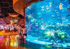 people standing in front of an aquarium looking at it's large fish tank with many different colors and sizes