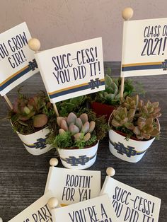 succulents are in buckets with signs on them