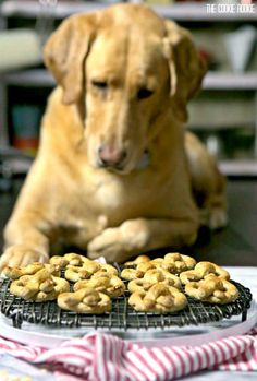 a dog sitting on the floor next to some cookies