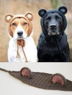 two dogs wearing knitted hats next to each other and one dog with ears on it's head