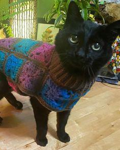 a black cat wearing a sweater on top of a wooden floor