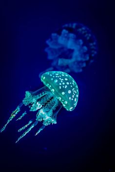 two jellyfishs are glowing in the dark blue water, and one is sitting on its side