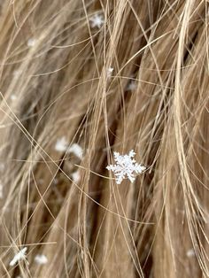 the snow flakes are on top of the long brown hair that is in front of it