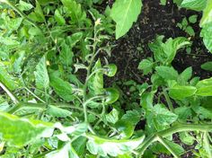 green plants growing in the ground next to each other