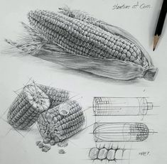 two drawings of corn on the cob and pencils next to eachother