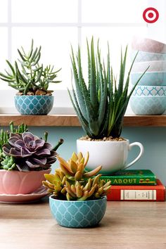 several succulents and other plants are sitting on a shelf