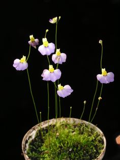 small purple flowers in a mossy pot