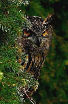 an owl with yellow eyes peeking out from behind a pine tree branch and looking at the camera