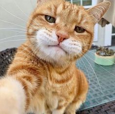 an orange and white cat sitting on top of a table