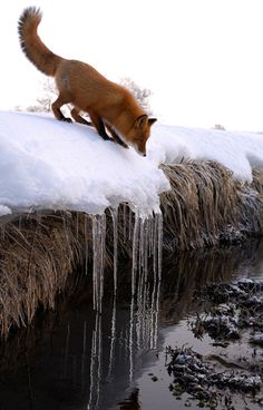 a cat is standing on the edge of a frozen stream