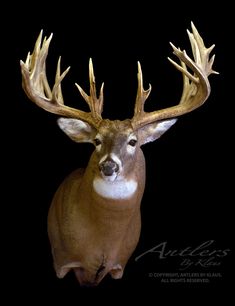 a close up of a deer's head on a black background