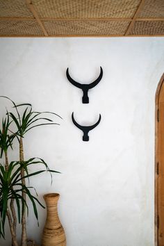 two horns are mounted on the wall next to a potted plant