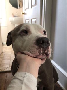 a person petting a dog on the nose