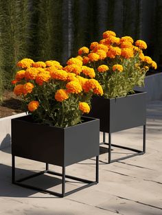 Marigold Planter Ideas: Black Planters Overflowing with Bright Orange Marigolds Marigold Pot Ideas, Flower Pots With Marigolds, Marigold Potted Plants, Marigolds With Tomatoes, Tangerine Gem Marigold