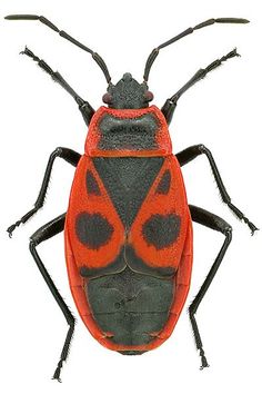 a red and black bug on a white background