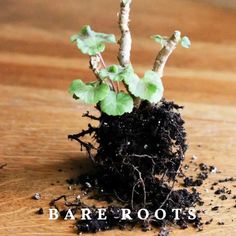 a close up of a small plant with dirt on the ground and leaves growing out of it