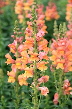 orange and yellow flowers are in the field