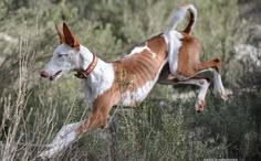 a brown and white dog jumping in the air