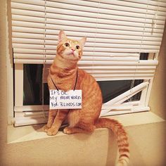 an orange tabby cat sitting on top of a window sill holding a sign