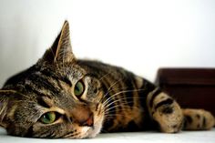 a close up of a cat laying on the ground