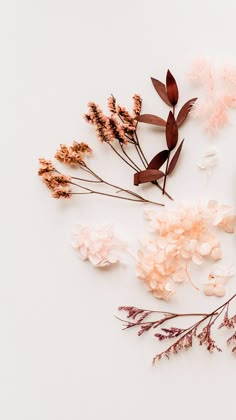 dried flowers and leaves on a white surface