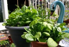 two potted plants sitting on top of a table next to each other in front of a house