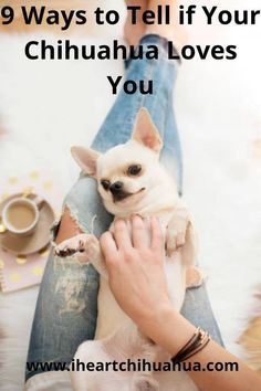 a person holding a small dog in their lap with the words 9 ways to tell if your chihuahua loves you