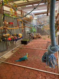 a parrot is sitting on the ground next to a bird cage