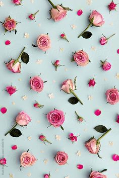 pink roses and white flowers on a blue background