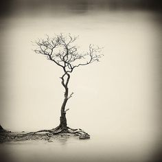 a lone tree is standing alone in the middle of nowhere on a foggy day