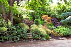 an outdoor garden with steps leading up to trees