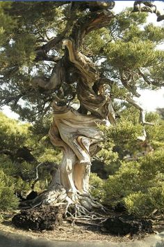 an old tree that has been turned into a sculpture