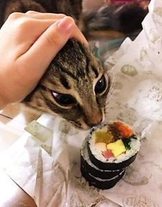 a cat eating sushi from a person's hand on top of a table