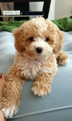 a small brown dog sitting on top of a bed next to a persons leg and head