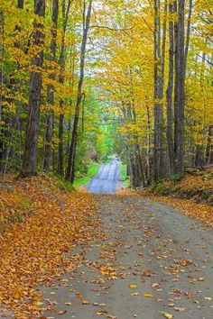 an empty road surrounded by trees with leaves on the ground