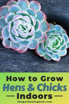 how to grow hens and chicks indoors